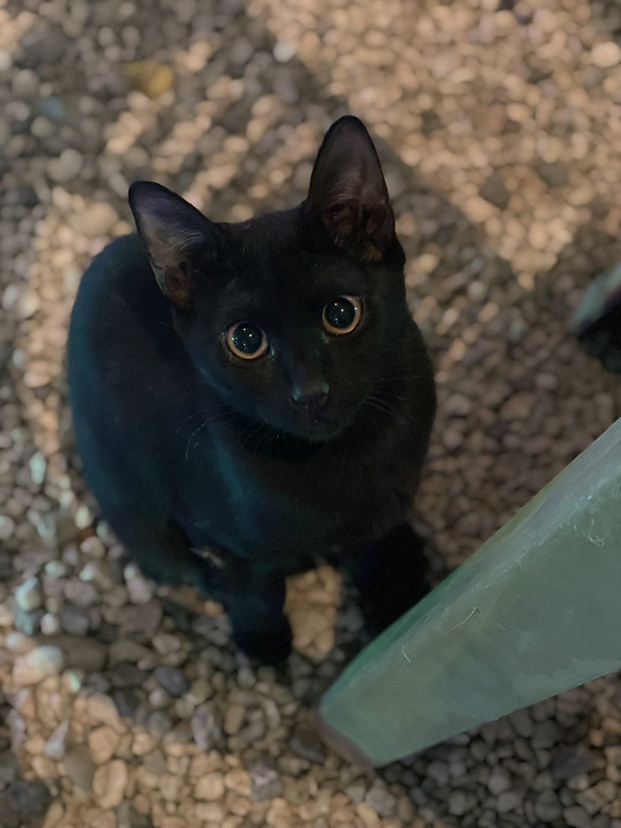 cat_patch's tweet image. Cyprus Cats