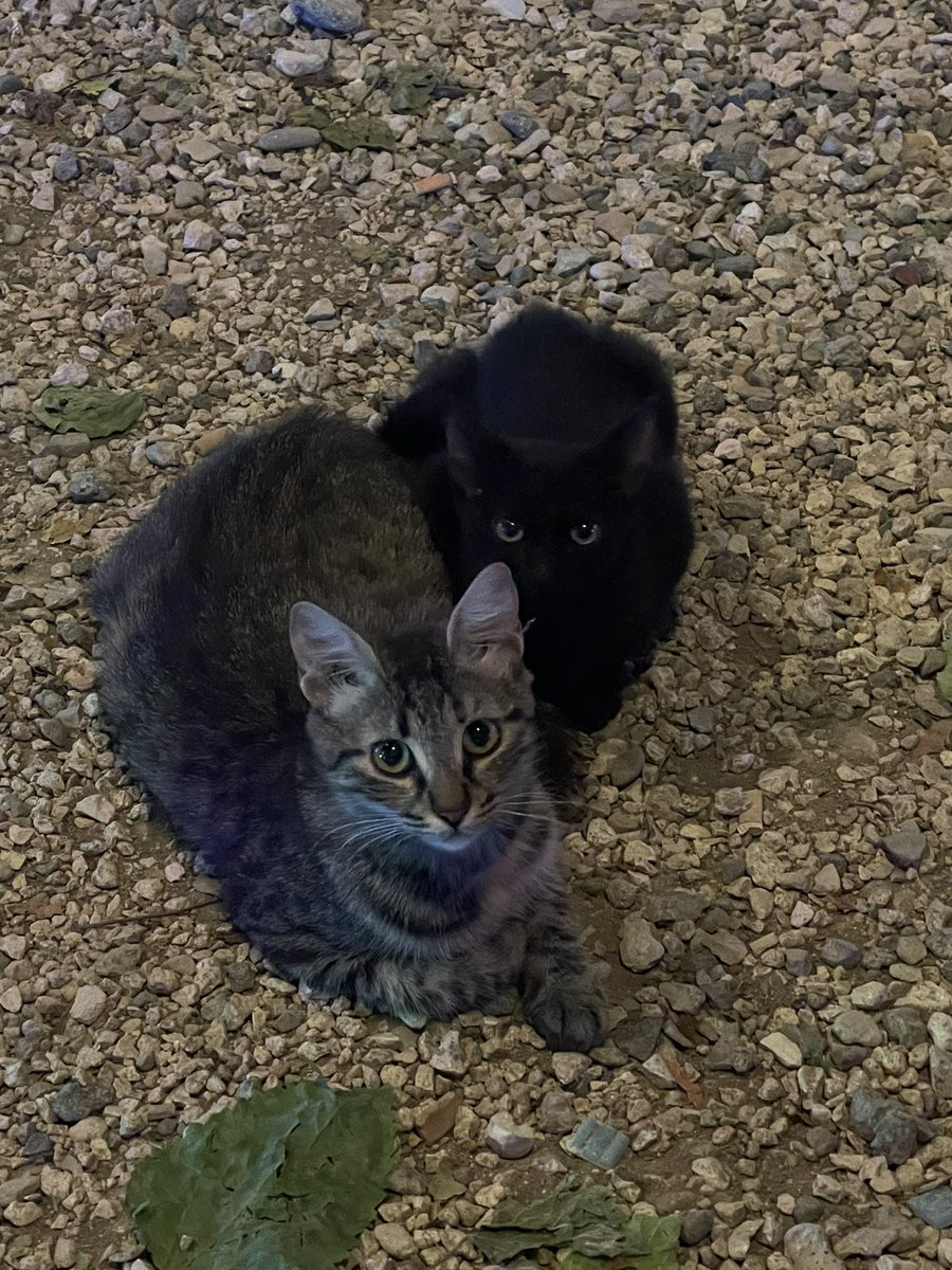 cat_patch's tweet image. Cyprus Cats