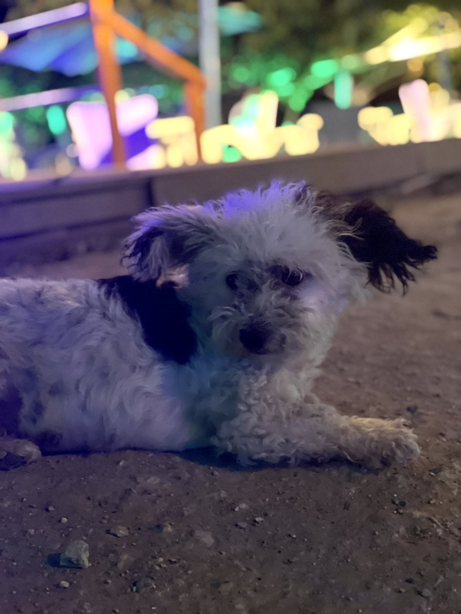 cat_patch's tweet image. Hello :)