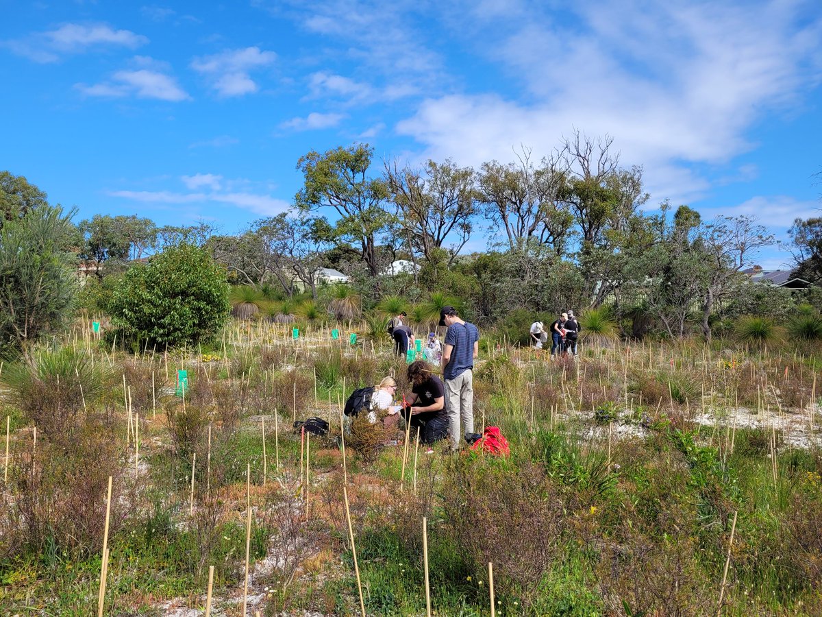 Undergraduate students measuring seedling establishment today with help from @ebony_cowan. Some will discover they like plants and fieldwork 🌱 #nextgen #plantecology @MUniResearch