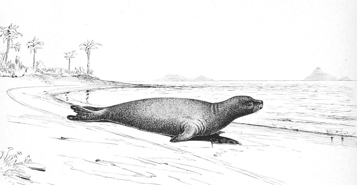 BestiesTot's tweet photo. (5/5) Fins aquí les 5 espècies vivents. Serien 6 si contéssim la foca del Carib (Neomonachus tropicalis), parent del nostre vell marí. Aquesta foca es creu extingida desde l'any 1952, data en la qual es van veure els darrers exemplars al banc de Serranilla, a prop de Jamaica. https://t.co/pYEDlW6qHb