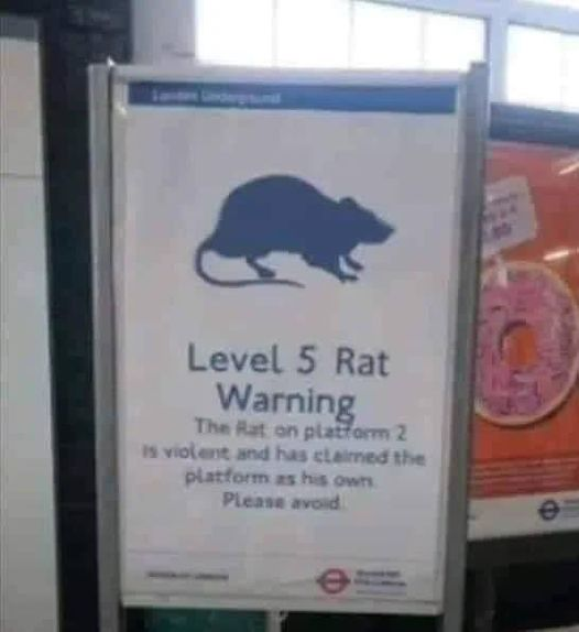RatAttack17's tweet photo. https://t.co/ewHZoCzWVf