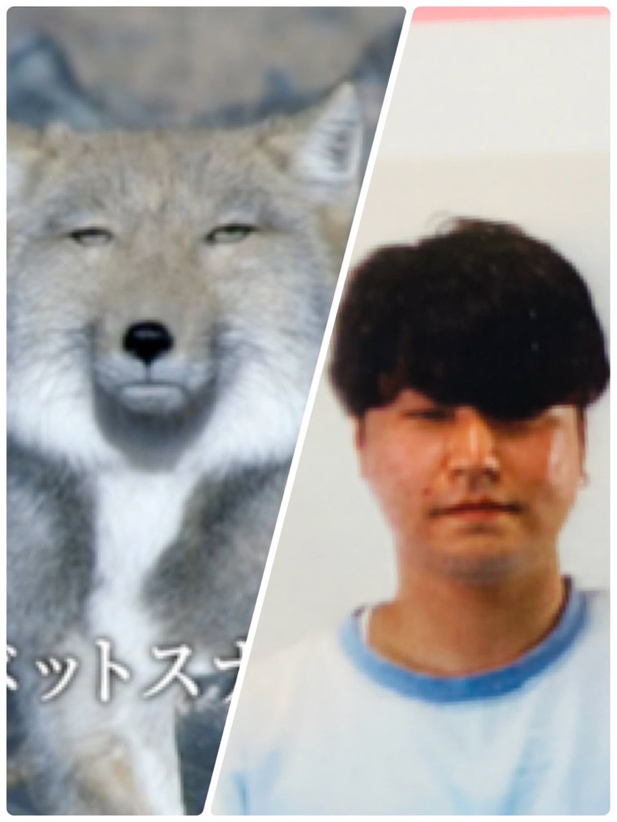 cafemilk612's tweet photo. 最近フォークリフトの免許とったんだけど免許の写真撮る時に教官に「髪の毛が目にかかってて目があいてるかわかんないね！まぁいいか！」といわれそのまま免許取得しました。開いてないよ。チベットスナギツネみたいだよ https://t.co/eNsnp68zzA