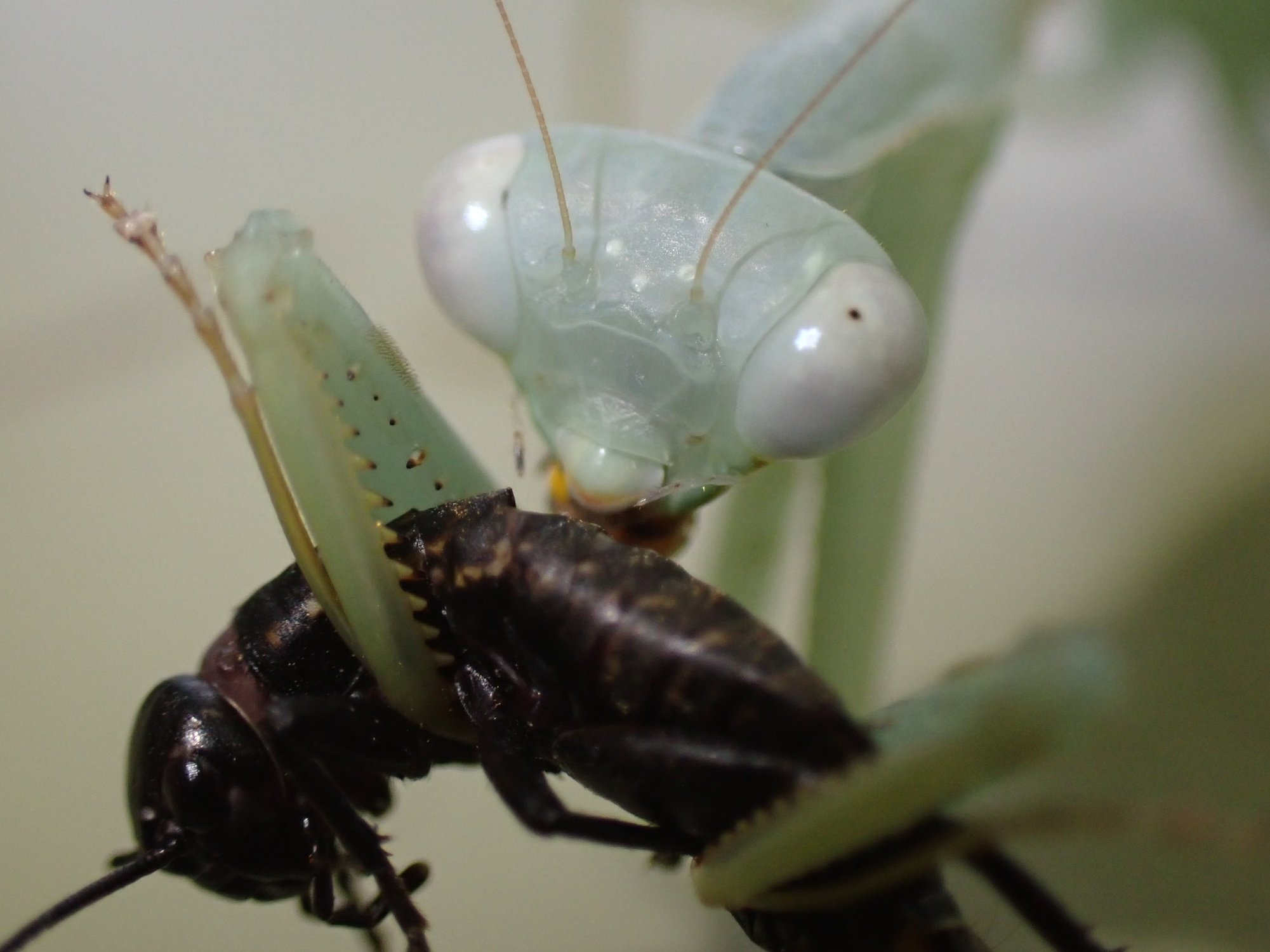 虫好きモロ カマキリを愛する者 捕食しているスプリングボックマンティス 普段は穏やかで美しいイメージの強いカマキリですが やはり この時は とてもカッコよく見えますね 虫好き 昆虫好き カマキリ T Co Amijg7uhn2 Twitter
