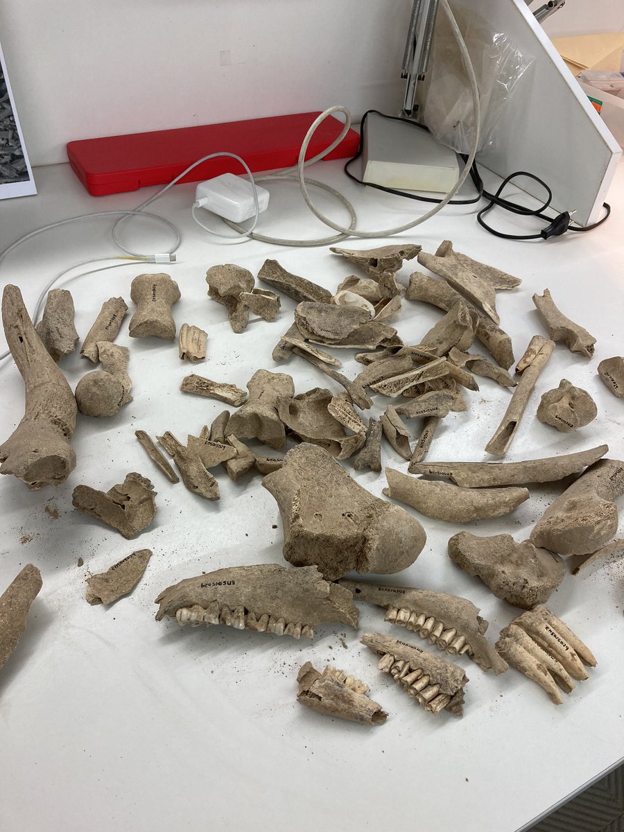 BoneAppetit_KT's tweet photo. Good to be back at the @ICAC_cat ❤️ working on the bones from the Roman villa at #ElsMunts !!   #ClassicsTwitter #zooarchaeology #romanspain #tarraco #phdlife #romanarchaeology https://t.co/3c2GtEUK8H