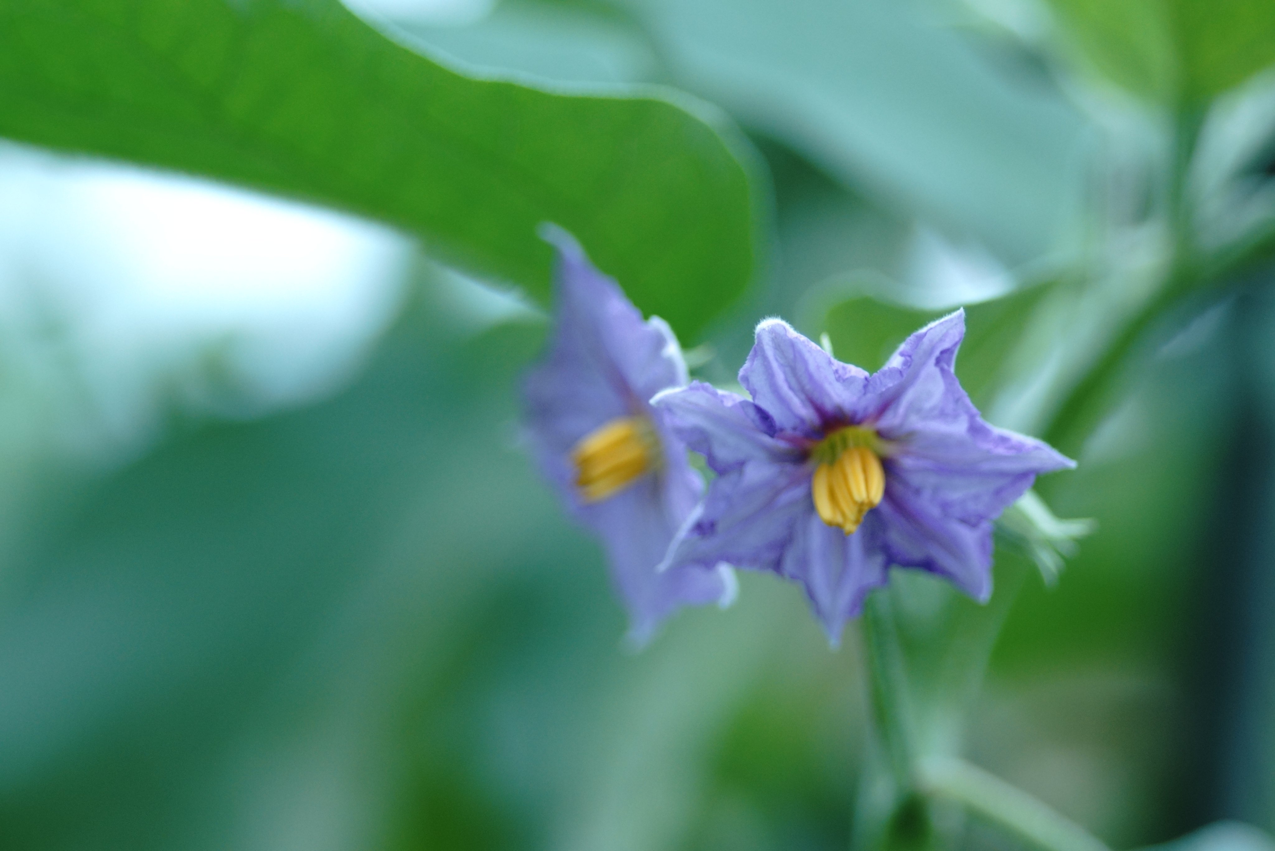 白ナス Twitter Search Twitter