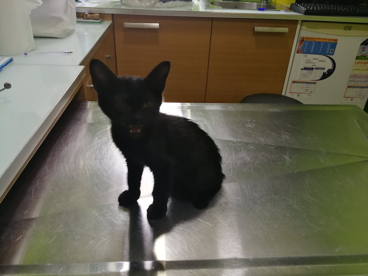 Karcassani's tweet photo. Ya hemos vuelto #PinodeRodriguez y yo del veterinario.
Le han pinchado antibioticos y me han dado medicación para una semana.
Tiene una úlcera en la lengua y el cielo de la boca próximo a la campanilla... Regular.
.
.
.
Quizá tenga herpesvirus.
Ains. https://t.co/wyDfseGqhm