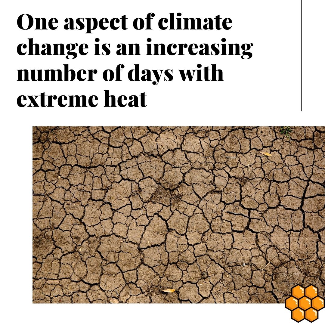 Bee Human 🐝 tweet media