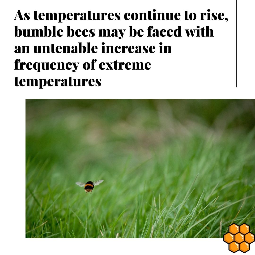 Bee Human 🐝 tweet media