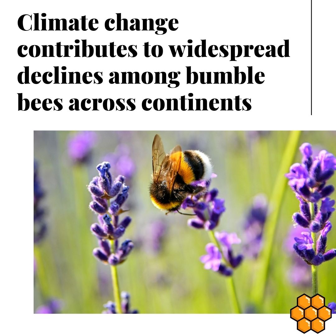 Bee Human 🐝 tweet media