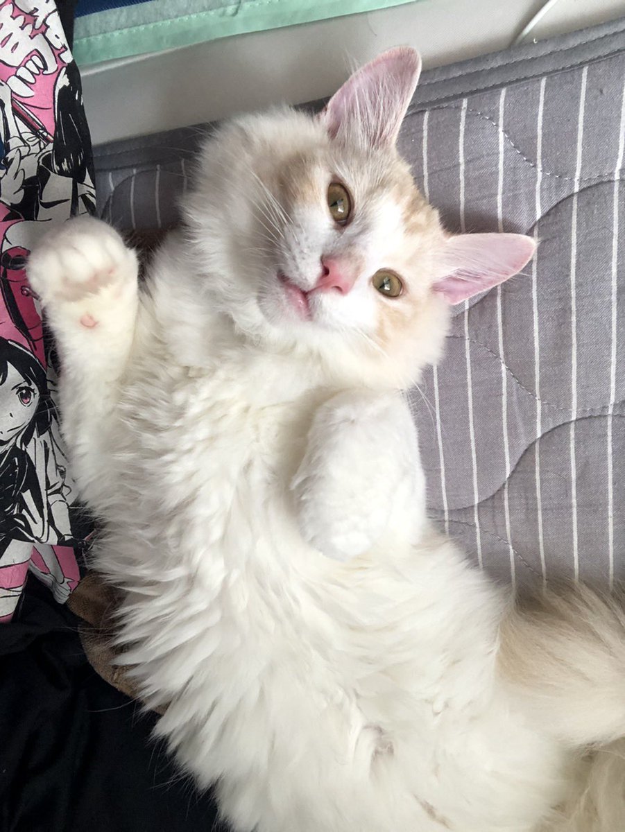 mugisan0115's tweet photo. 我が家の招き猫たち
 #招き猫の日 https://t.co/oQKpdov6oK