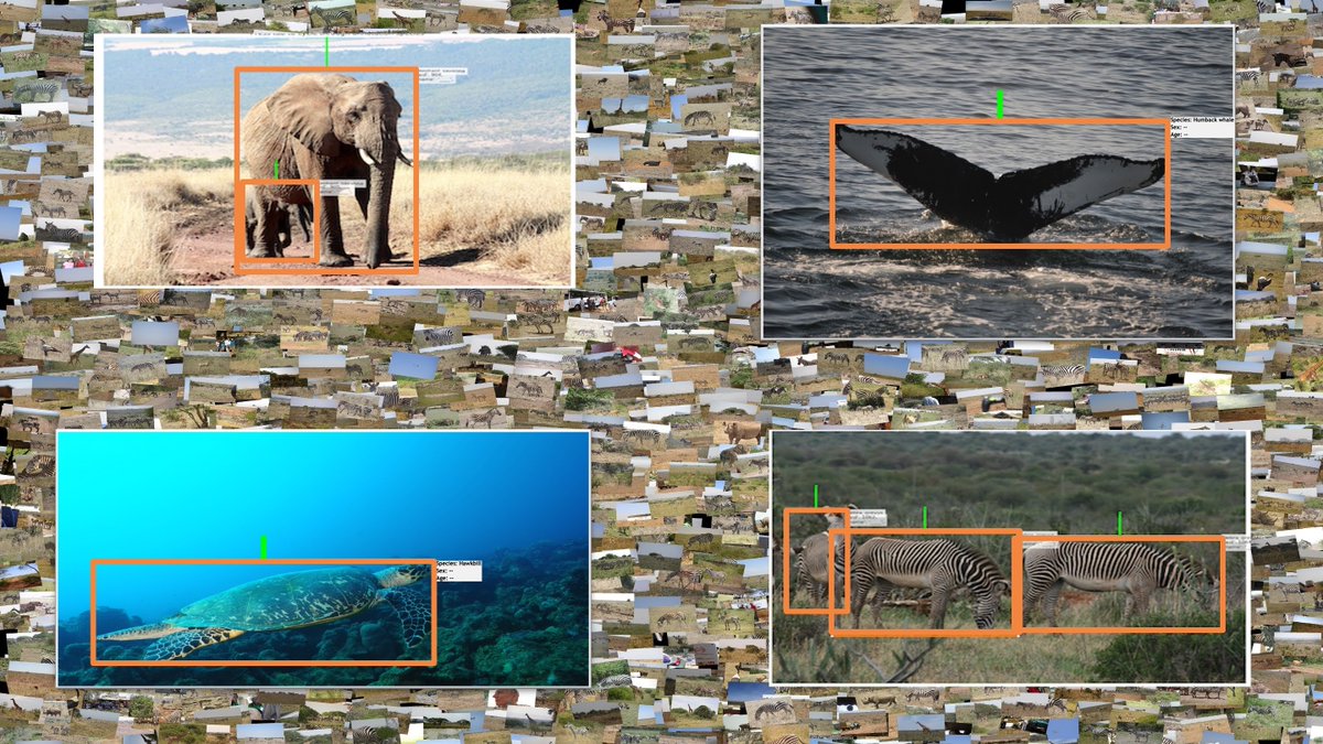 #RENCI has been named as a partner on an ambitious new effort called the #Imageomics Institute to use images of living organisms as the basis for understanding biological processes of life on Earth. #dataviz #biologicaldata #visualization #datascience

renci.org/news/renci-nam…