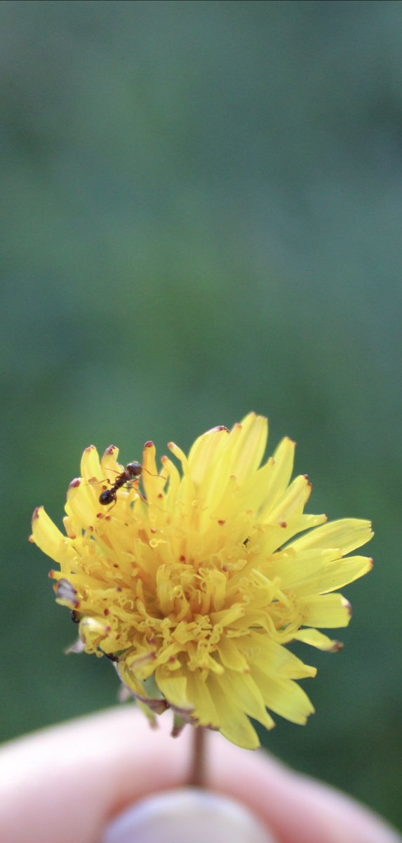 A bug’s life 

#dandelion #ants #ant #nature #photography #photo #photographer #yellow #green #bug #bugs #tiny #root #cherrygreen #grass #life #image #memories #picture #capturethebeauty