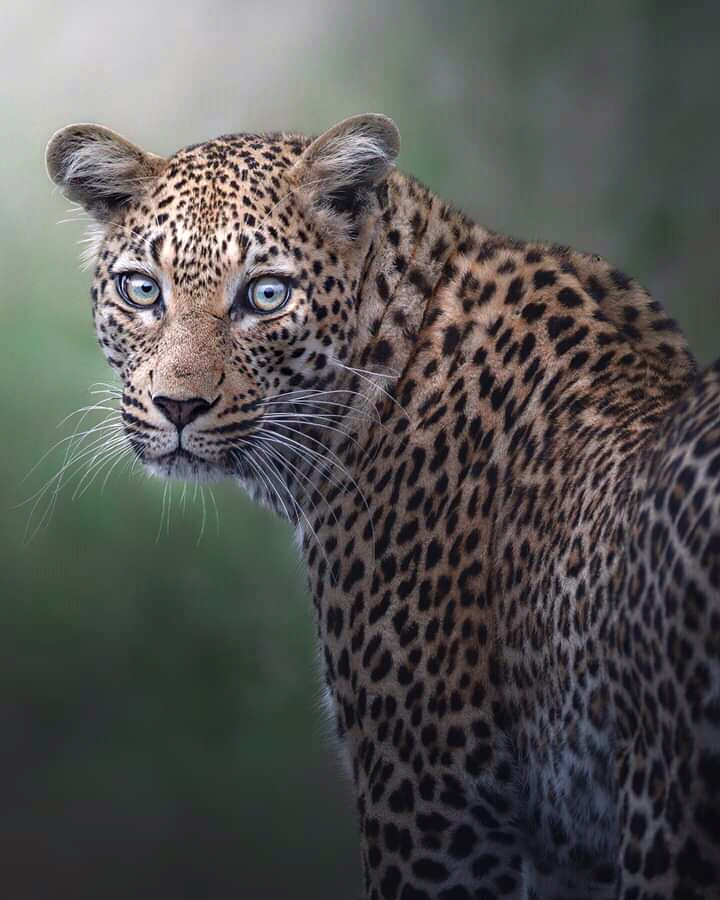 ShafiqTheGuide's tweet photo. Leopards are solitary creatures that only spend time with others when they are mating or raising young.
#wildlife #leopardprint #fashion #nature #leopard #wildlifephotography #animals #bigcats #cats #cat #love #animal #africa #safari #photography #bigcat #tiger #leopards #cheet https://t.co/hhSwQdwAdo