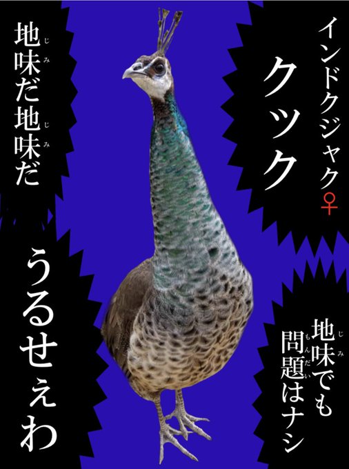 インドクジャクのtwitterイラスト検索結果 インドクジャクのtwitterイラスト検索結果