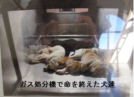 殺処分反対 Twitter Search 殺処分反対 Twitter Search