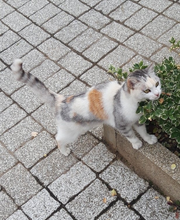 IsabelleVenier's tweet photo. Les chats du quartier, Jumper et moi 🐱😺🥰🐱😺🐈 #Mehow https://t.co/UXQYnimhQh
