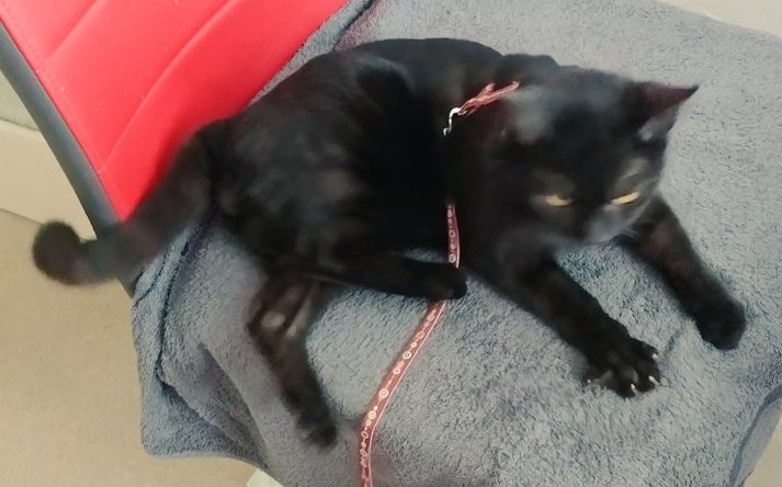 SqueakerKitty's tweet photo. Bite human on the butt ONCE, get claws clipped!   Unfair!!

😅❤️🐾
#CatsOfTwitter #BlackCat https://t.co/UHkUqfkc8W