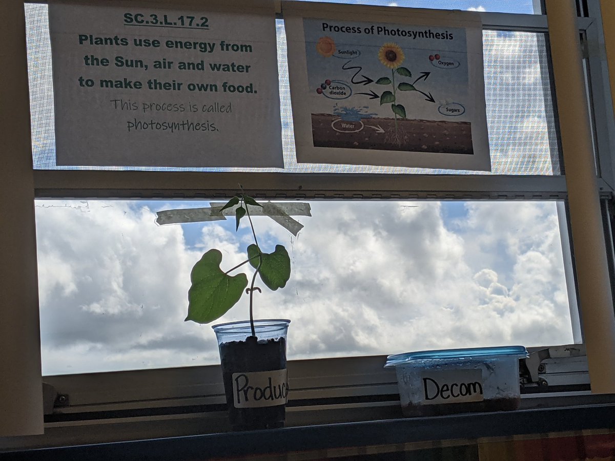 STEMwithJen's tweet photo. I spy with my little eye #MCSDScience happening all over @MCSDFlorida!! https://t.co/YLrQ5F2qeu