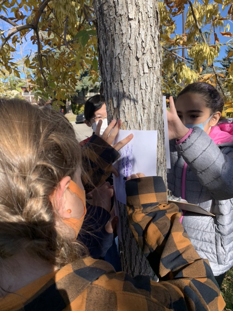wdsgradesix's tweet photo. Using trees within our own Natures Place to learn how to classify using bark rubbings. #wdsgradesix #wds #treesandforests #cbescience https://t.co/i6hsqlXaZp