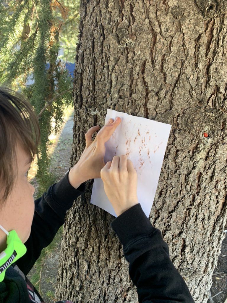 wdsgradesix's tweet photo. Using trees within our own Natures Place to learn how to classify using bark rubbings. #wdsgradesix #wds #treesandforests #cbescience https://t.co/i6hsqlXaZp