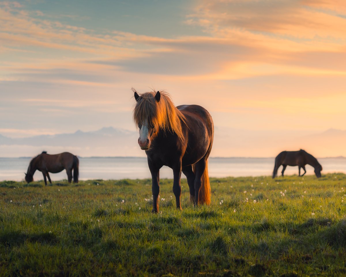 chatkufff's tweet photo. Gorgeous sunset with Icelandic horses 🐴🧡 Which one is your favorite? https://t.co/7almJQ47f1