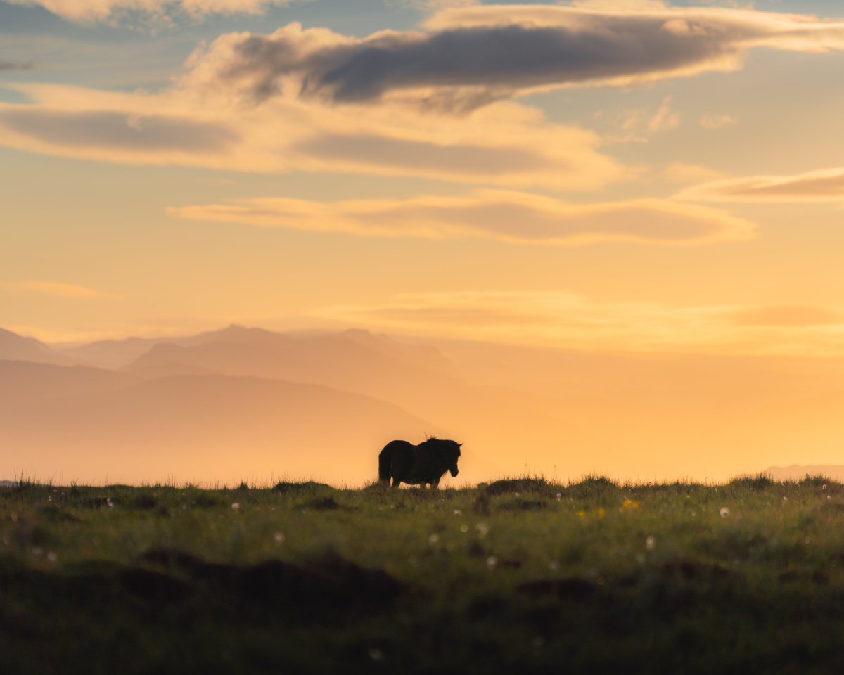 chatkufff's tweet photo. Gorgeous sunset with Icelandic horses 🐴🧡 Which one is your favorite? https://t.co/7almJQ47f1