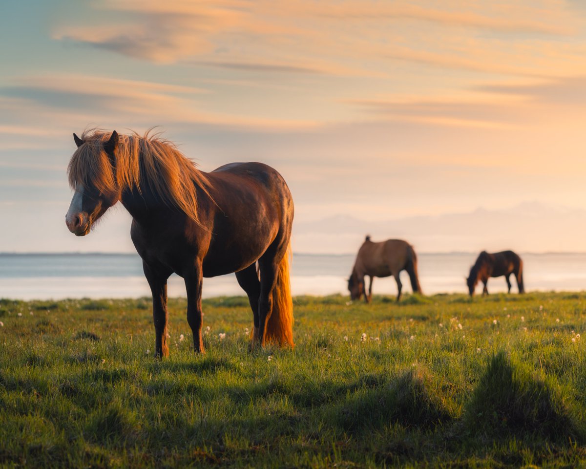 chatkufff's tweet photo. Gorgeous sunset with Icelandic horses 🐴🧡 Which one is your favorite? https://t.co/7almJQ47f1