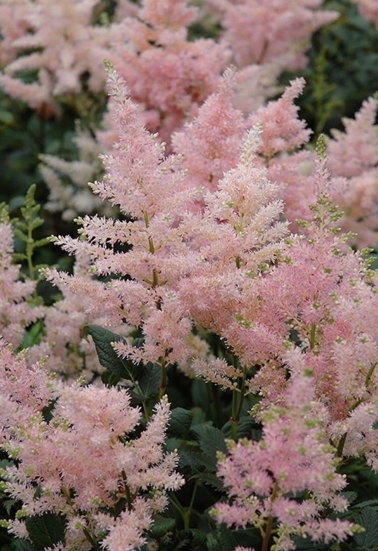 Астильба японская Peach Blossom