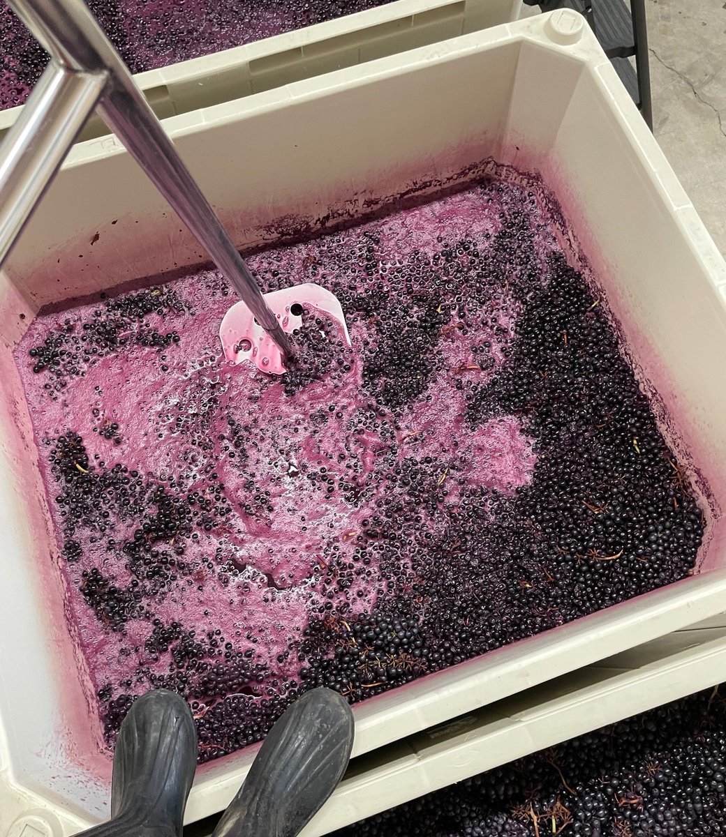 DamselCellars's tweet photo. Ever wondered what winemakers mean when they say they have to do #punchdowns? Here is our 2021  #stillwatercreek #syrah being punched down.
🍷🍇🍷
#WineWednesday #winery #wawine #NewEpicenter #sipglocal #wine #WoodinvilleWine #WoodinvilleWineCountry #Woodinville #winelover #wine https://t.co/VxBsW14Hw9