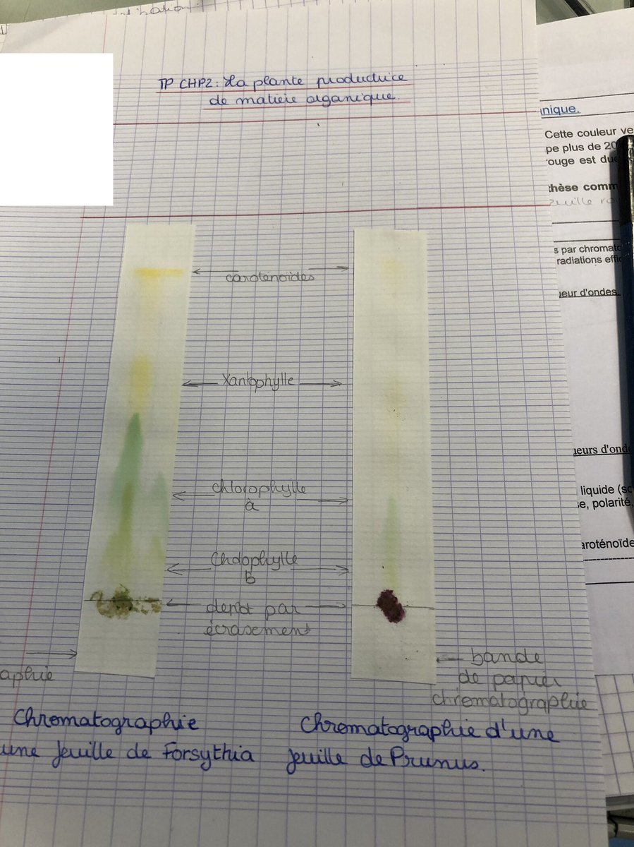 NLepouder's tweet photo. Chromatographie des pigments végétaux …. Sérieux et motivés, ils sont fiers de leurs résultats et interprètent ! 🤗 #terminalespe #svt #tweeteTsvt https://t.co/17vp2LMy2A