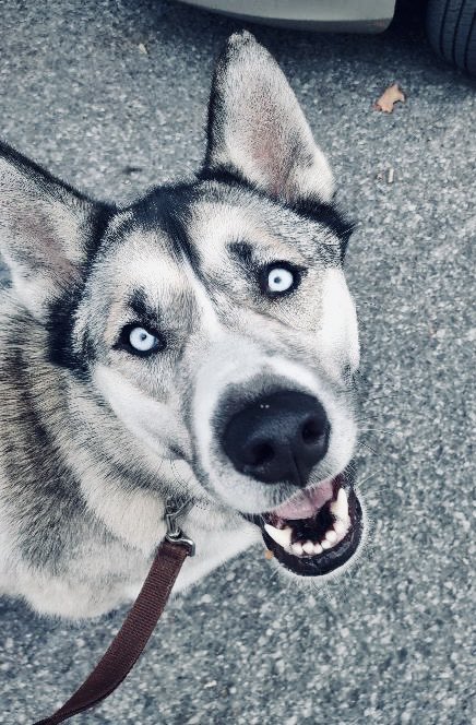 TeamZev1's tweet photo. Happy Wednesday yโall #teamzev #dogs #husky https://t.co/JEFihNDIDg