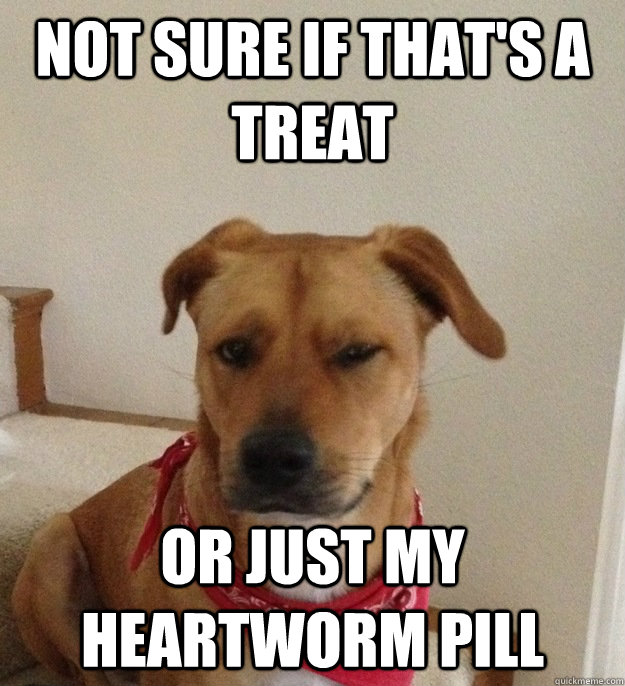 AmarilloVets's tweet image. Is your fur baby becoming suspicious of their monthly treatment or just treats in general? No worries friend, AVC has a solution for you!!! Pro Heart is a Bi annual injection you can have administered by your vet to help protect from heartworms. #proheart #heartworm