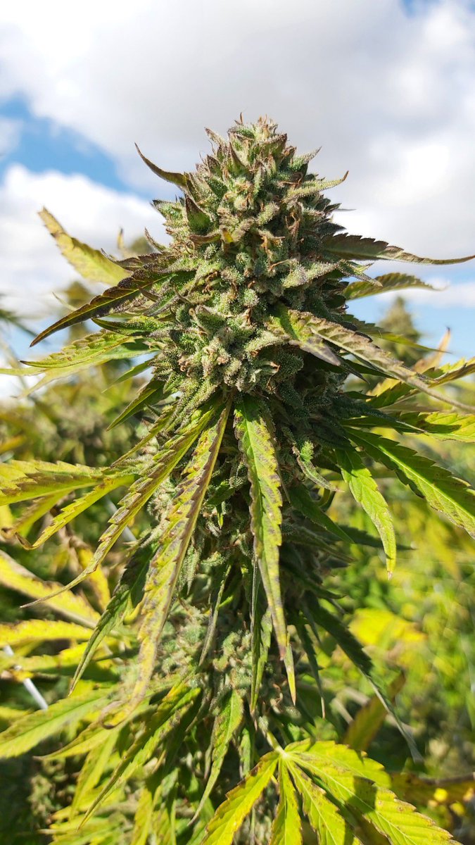 7farmsdown's tweet photo. #cherryboat 25s1 #4 on the chopping block. Sweet cherry smell like chocolate covered cherries but heavy on the cherries with some earthy undertones. Gonna go heavy on this girl next year, living up to her namesake. #sungrown #weedfarmers https://t.co/bGF7JQskJM