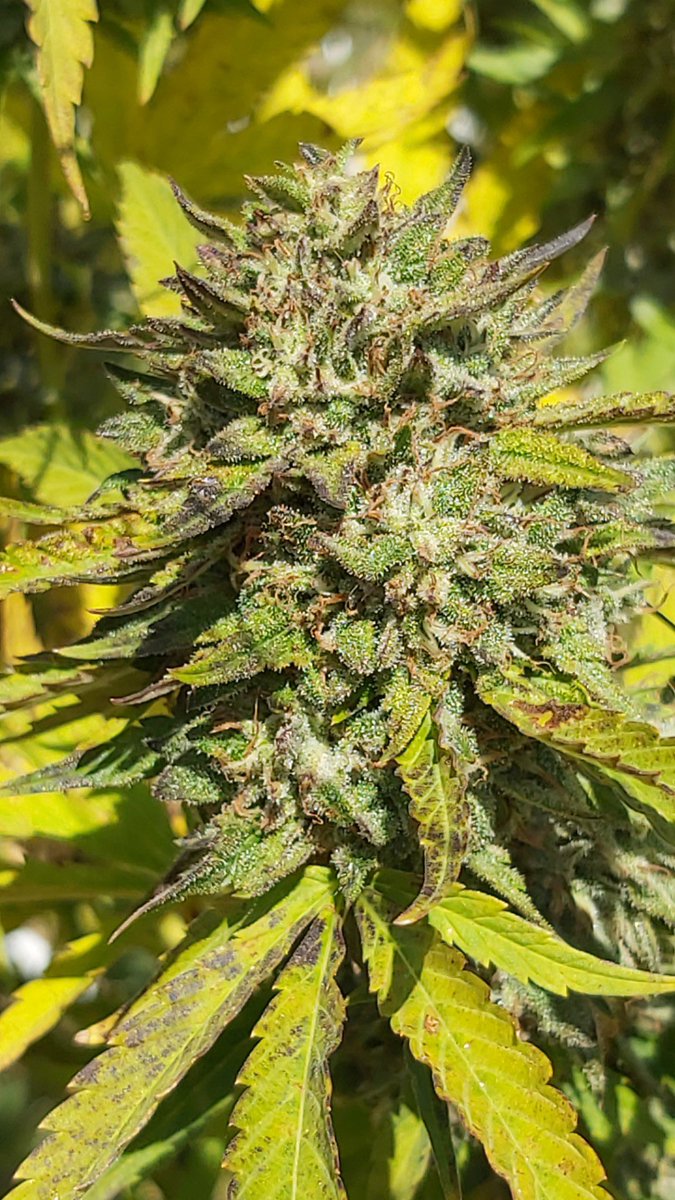 7farmsdown's tweet photo. #cherryboat 25s1 #4 on the chopping block. Sweet cherry smell like chocolate covered cherries but heavy on the cherries with some earthy undertones. Gonna go heavy on this girl next year, living up to her namesake. #sungrown #weedfarmers https://t.co/bGF7JQskJM