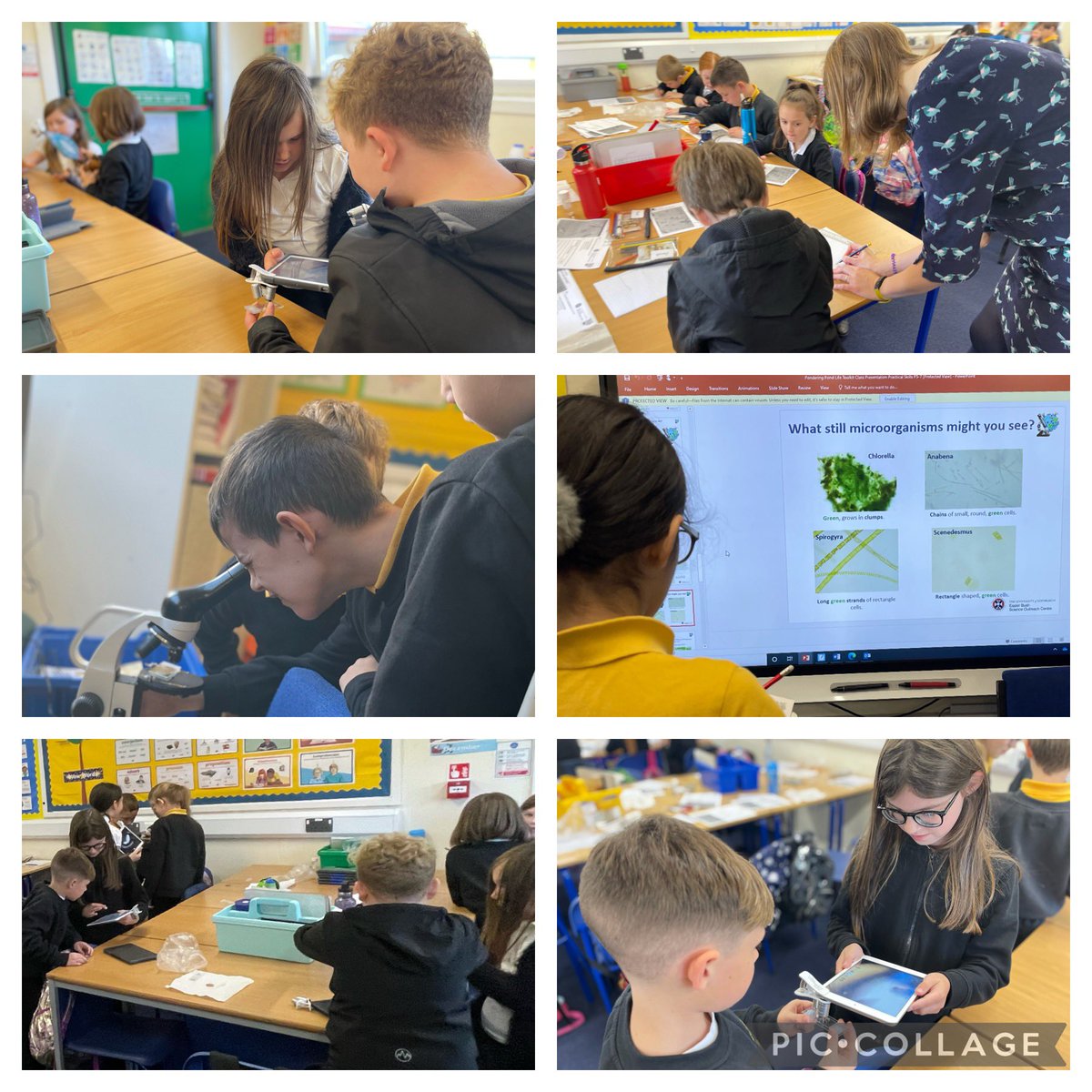 MPSPrimary5's tweet image. We enjoyed analysing microorganisms under the microscope yesterday with our visitor from, Mrs Hanning from Braes @RAiSE_falkirk #mpsstem #falkirkstempire
