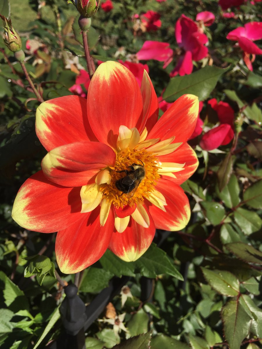 tastelifetwice's tweet photo. What a gorgeous gift of a day.
#helloboston https://t.co/knBkwdQxpP