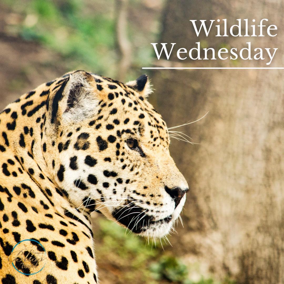 EscToBlissTrav's tweet photo. The Pantanal is a World Heritage Site found in southern Brazil that boasts of an incredible variety of wildlife for tourists to see. You stand a chance of spotting a giant river otter, jaguar, caiman and many bird species if you head out on tour gro... https://t.co/RPlzpJBpuW