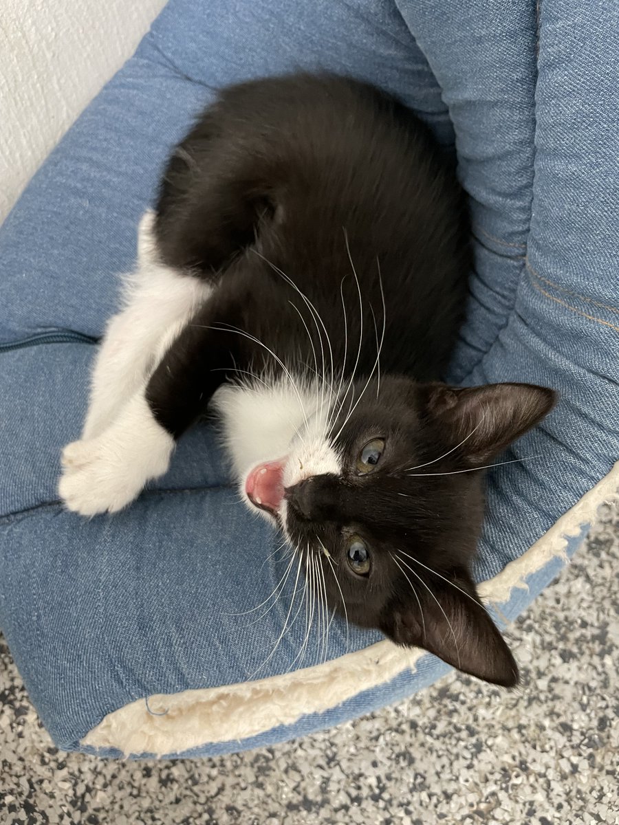 RMFRCO's tweet photo. Showing off for #whiskerwednesday is Vasilisa! New to the kitten room, Vasilisa is sweet and gets along with every kitten she meets. ::Swoon:: https://t.co/x4RyWtF0pf