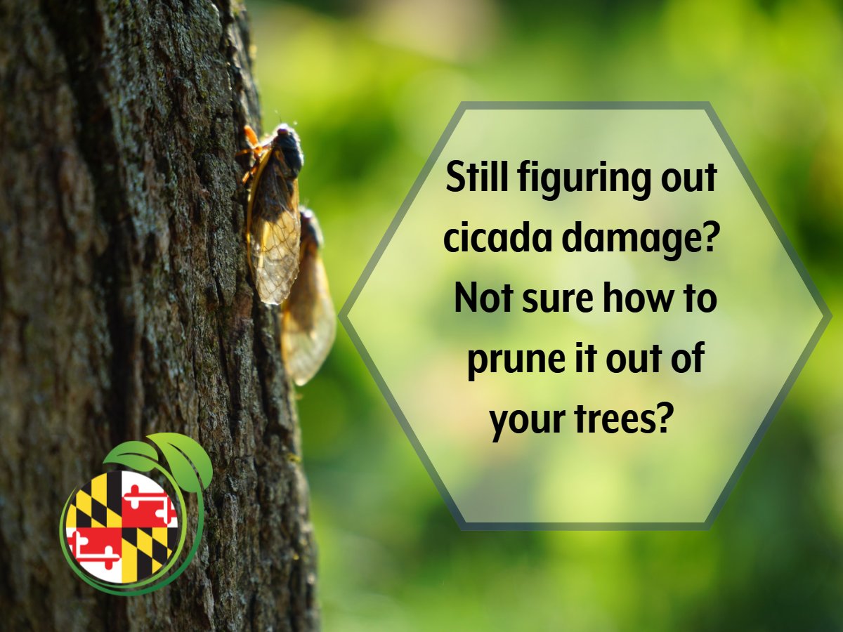 mnlga_'s tweet photo. Are you or your customers still struggling with cicada damage? Check out this great video from UMD about how to prune out that damage from your trees. https://t.co/j8SEajf8DQ https://t.co/PoEJ432CkF
