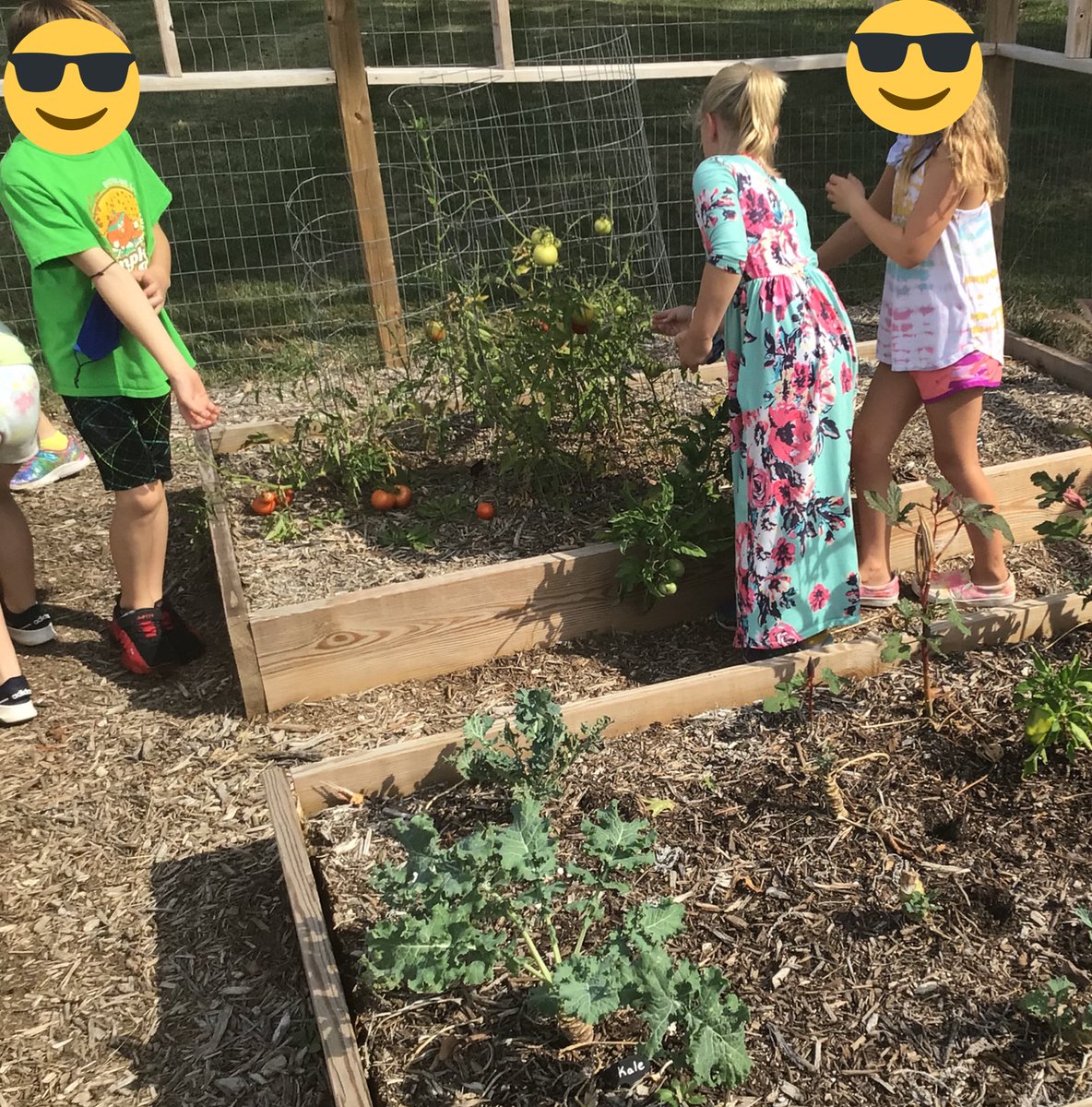 lmuellerTMP's tweet photo. Fresh picked tomatoes from our TMP garden! #3rdGrade #PrairieProud #PlacedBasedLearning #cpsbest https://t.co/LpIsDYRqcZ