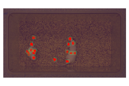 DeepLabCut's tweet photo. #DLCProTip: When you evaluate networks, numbers are useful, but don't tell the whole story (for one, what is human level accuracy in your dataset?) We recommend using:

 dlc.𝚎𝚡𝚝𝚛𝚊𝚌𝚝_𝚜𝚊𝚟𝚎_𝚊𝚕𝚕_𝚖𝚊𝚙𝚜()

to plot results too! 
👀 is 🔑

Data courtesy @GoldenNeuron 💙 https://t.co/O0H5RZl15s