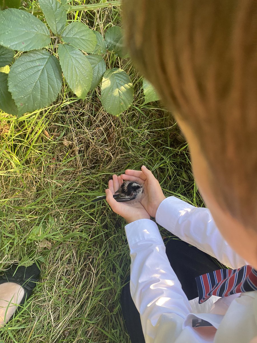 pho1ography's tweet photo. @y5hvcs Huey saved a birb! 🐦 https://t.co/pdFwWS4RUd