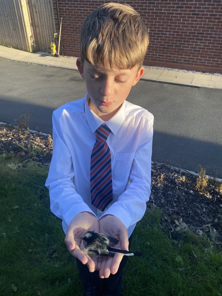 pho1ography's tweet photo. @y5hvcs Huey saved a birb! 🐦 https://t.co/pdFwWS4RUd