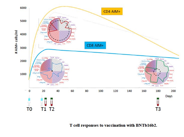 SiicaI's tweet photo. ✨
https://t.co/pmQgHHtqJL
New publication on induction of polyfunctional and long-lived T cell responses by BNT162b2 mRNA vaccine by the #Neuroimmunology group from @SantaLuciaIRCCS.
#vaccine #ImmuneSystem #SIICApaper #memorycells
#SIICA #immunology #Tcells #research #science https://t.co/nuE6GiOH8a