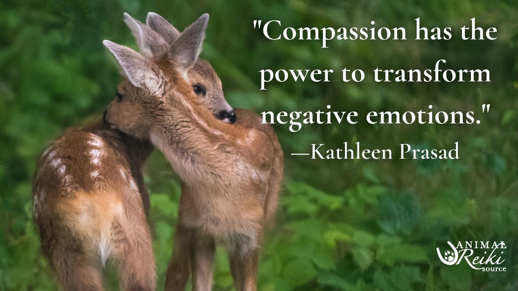 ARS_animalreiki's tweet photo. Compassion is the ultimate way to heal ourselves, heal animals, and even heal the world. 🌍🦌 #LetAnimalsLead #CompassionHeals #SpreadKindness https://t.co/RKaJC1ww5a