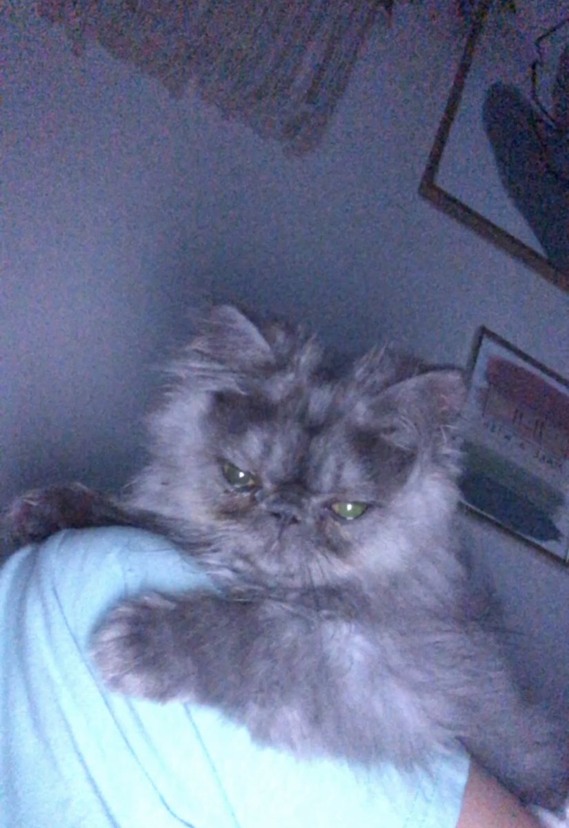 Dallas_Kayyyy's tweet photo. My kitty said to tweet and retweet  #bob21 #vehs @VictoriaISD https://t.co/8n4UTF03x3