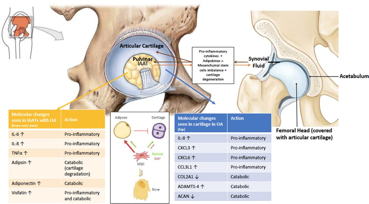 Bone & Joint Research tweet media