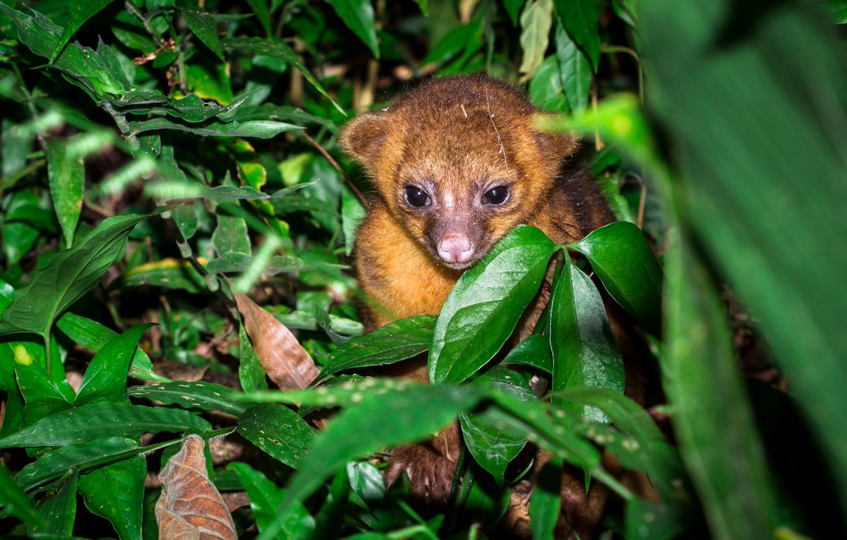 sanignaciobz's tweet photo. Say hello to some of the cutest creatures you will find in #wheninBelize π Have you spotted any of them during your Belize vacation?
#sanignaciobelize #animalsofbelize #birdwatching #belizejungle #kinkajou https://t.co/5Je3mtpGIW
