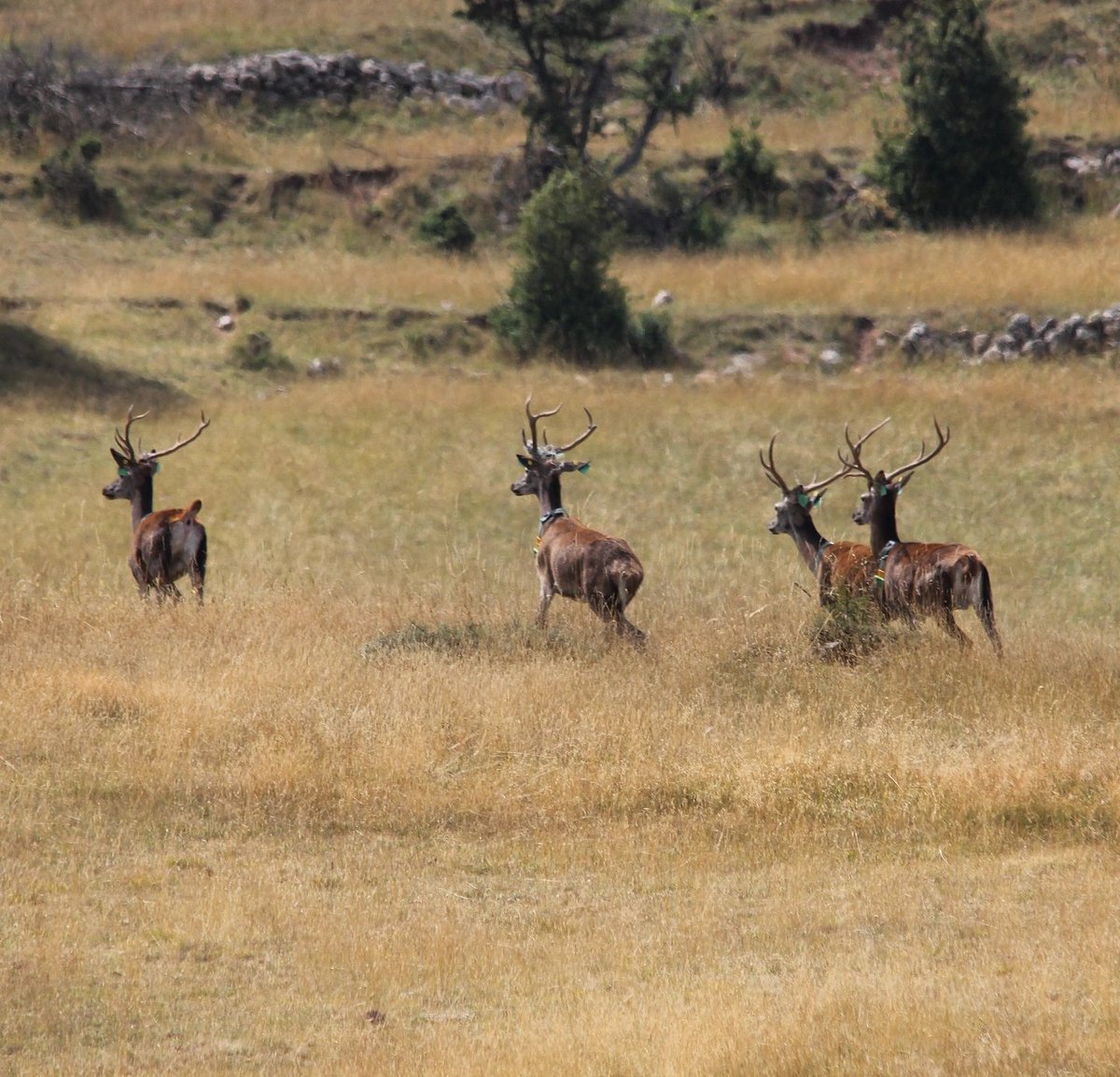 Temps de brama
#brama #berrea #lleida #adnlleida #Catalunya #NaturePhotography
